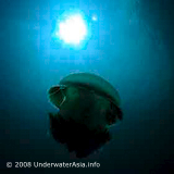Jellyfish